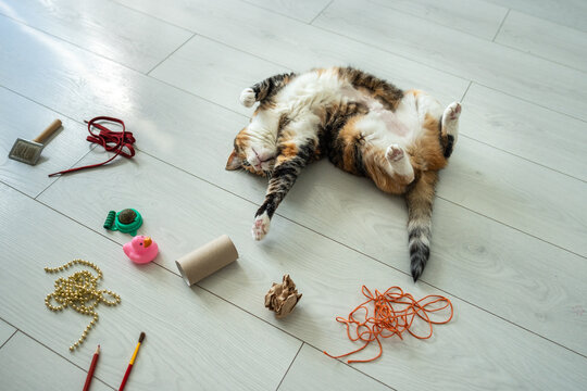 Relaxed cat lying on back on floor interested in various toys brought by owner for pet activity care, kitty stretching out paw to catch toy, fun pastime, maintaining health and preventing obesity.
