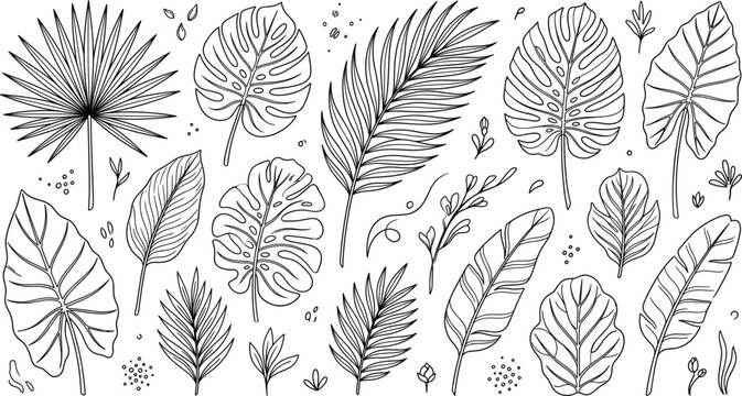 Tropical leaves vector illustration set line art drawing with monstera palm banana elephant ear and exotic jungle foliage
