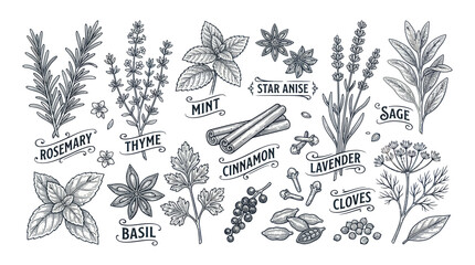 Vintage botanical collection of culinary herbs and aromatic spices © alam
