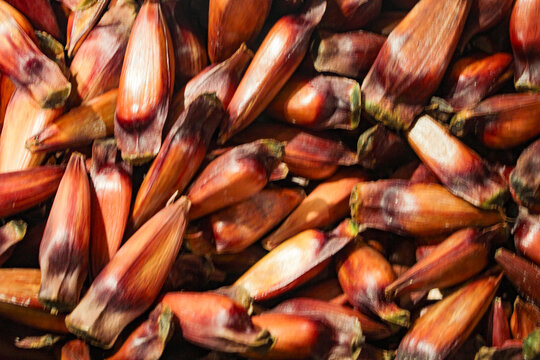 A portion of pine nuts, seeds from the Araucaria tree, scientifically named Araucaria angustifolia, in Curitiba, PR, southern Brazil.