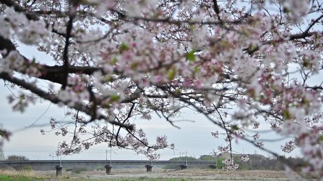 桜咲く愛知川を渡る東海道新幹線N700A （東海道新幹線 京都 - 米原, 2026年4月）