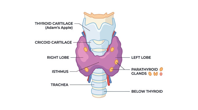 Human thyroid gland and parathyroid anatomy diagram with labels