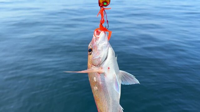 オレンジカラーのタイラバで釣りあげた真鯛
