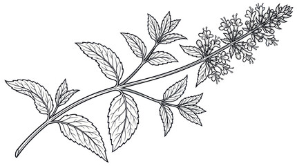Sprig of fresh mint with blooming flowers and textured leaves © albab