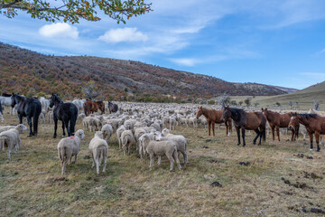 Obraz premium Sheep farm Patagonia Cerro Castillio