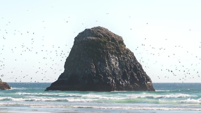 Cinematic 4K Gulls and Pelicans Soaring Above Rugged Sea Stacks