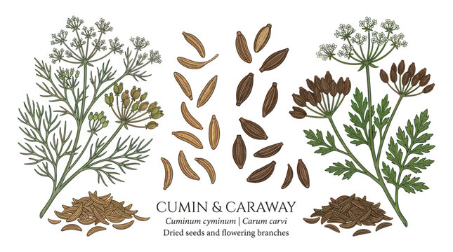 Cumin and caraway botanical branches with dried seeds