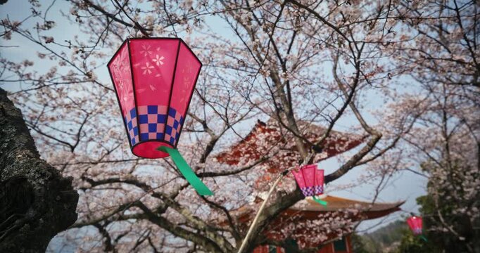 Pink Paper Lanterns Hanging Among Cherry Blossoms at Japanese Shrine - Slow Motion, Low Shot