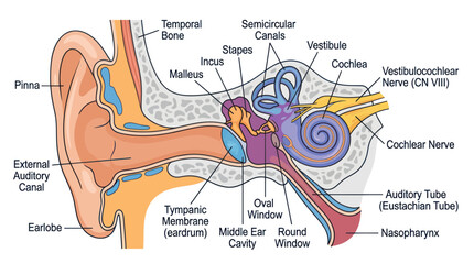 Detailed human ear anatomy diagram with medical labels © Anggrek