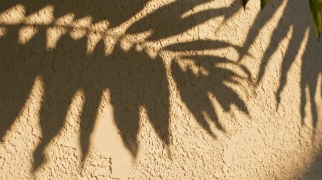 Warm sunlight casts intricate shadows of fern leaves on a textured stucco wall creating a natural abstract pattern