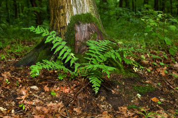 A young green fern grows at the base of an old tree covered with velvety moss in a thick forest. The forest floor is littered with dry last year's leaves and twigs, creating a natural texture of wildl © Олег Струс