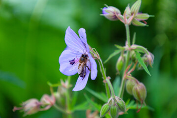 A fluffy bee collects nectar from a delicate purple geranium flower in a forest glade. The macro photograph captures the important process of plant pollination by an insect on a sunny summer day among © Олег Струс