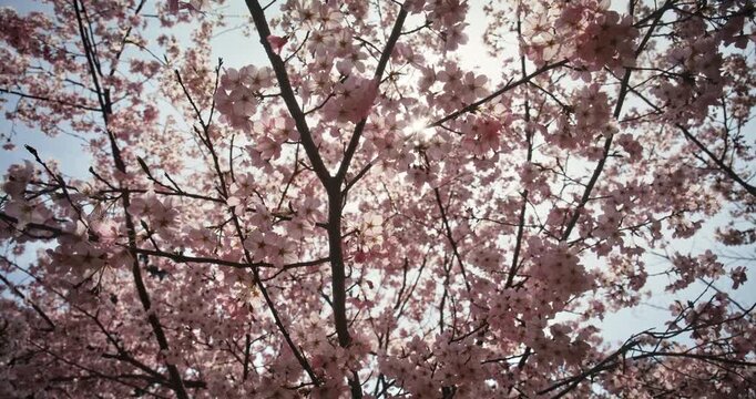 Sun Shining Through Cherry Blossom Tree Canopy, Looking Up Through Pink Flowers In Hiroshima, Japan