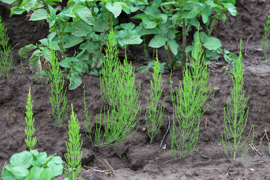 Green field horsetail actively grows on moist chernozem next to potato bushes. The weed sprouts in well-maintained beds of vegetable crops in a rural garden.