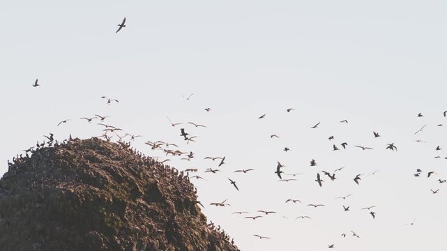 Cinematic 4K Wildlife Birdwatching Footage of Seabirds Nesting on Coastal Rock Formation