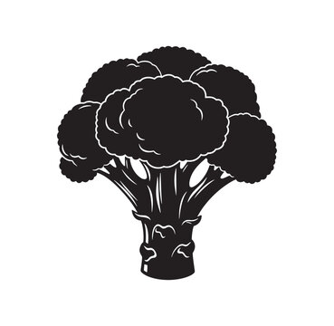 Broccoli head silhouette illustration with a bold black silhouette graphic of a head of fresh broccoli vegetable nutrition illustration isolated agriculture culinary
