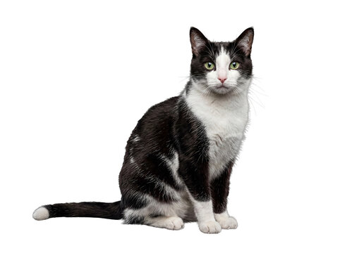 Serene black and white tuxedo cat sitting calmly, with beautiful green eyes looking directly at the viewer.