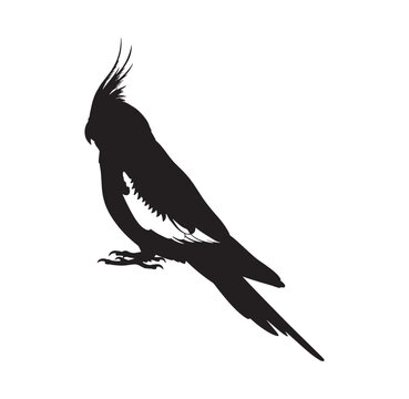 Cockatiel parrot silhouette isolated on white background with cockatiel silhouette wildlife isolated perching birdwatching ornithology feathers minimalist animalicon portrait parakeet
