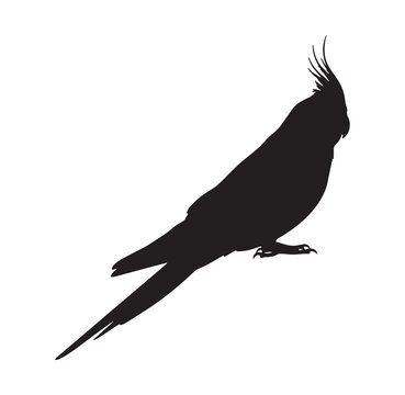Cockatiel bird silhouette standing with cockatiel silhouette wildlife isolated perching birdwatching ornithology feathers minimalist animalicon portrait parakeet australian creature