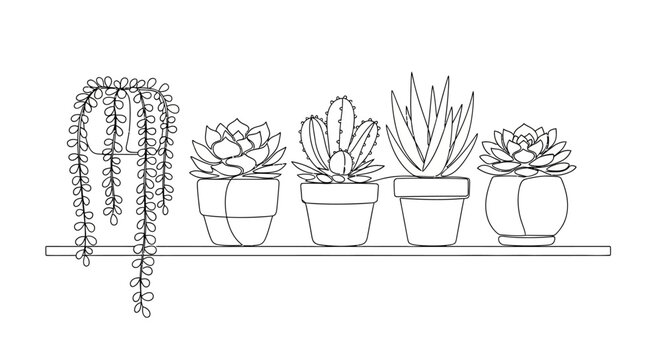 Collection of Potted Succulents and Cacti on a Shelf.