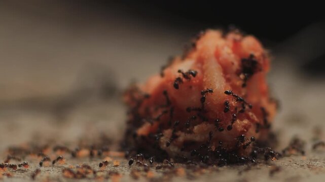 Macro shot of a colony of black ants swarming and working together on a piece of food on the ground.