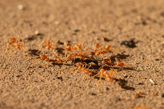 Macro shot of a group of red weaver ants teamwork surrounding and attacking a larger black ant on dry sandy ground.
