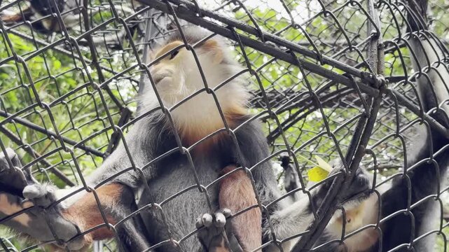 Redshanked douc langur monkey eating green leaves inside zoo enclosure metal fence.