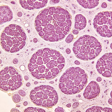 Microscopic images of human osteoblasts, bone formation structures