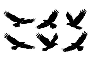 Fototapeta premium Black Eagle Hawk Bird of Prey Silhouette Vector Set Six Flying Poses with Spread Wings on White Background