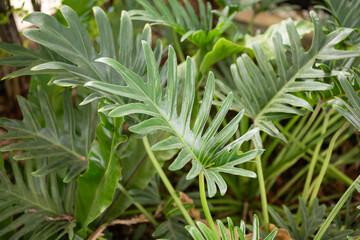 Green tropical foliage background with serrated leaves of exotic plant © Kwangmoozaa