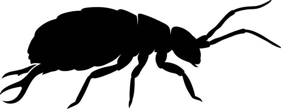 Springtail Insect Silhouette Side View Isolated Vector Illustration for Entomology Education Nature and Scientific Design