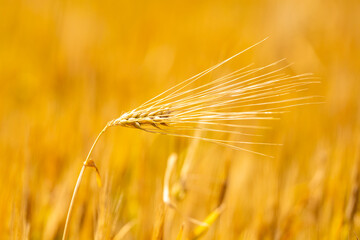 Obraz premium Wheat field shows soft green background. Wheat field supports natural farming landscape. Fresh wheat field grows in spring. Organic wheat field fits rural agriculture.
