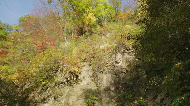 紅葉の名所 秋の鳴子峡の風景　Autumn scenery of Naruko Gorge, a famous spot for autumn foliage.