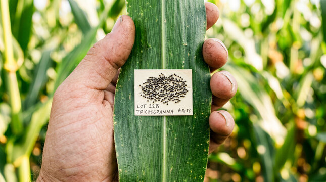 Parasitoid wasp eggs on a paper card attached to a vibrant corn leaf