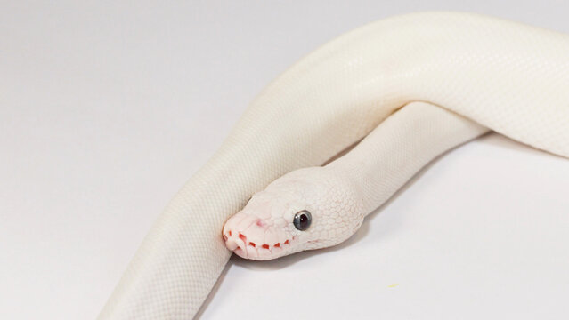 Close-up of a Leucistic Ball Python Slithering on White Background