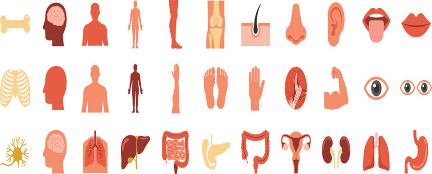 Human anatomy flat vector icon set containing internal organs bones sensory parts and body systems for medical educational textbook diagram graphics.Human anatomy flat vector icon set containing inter