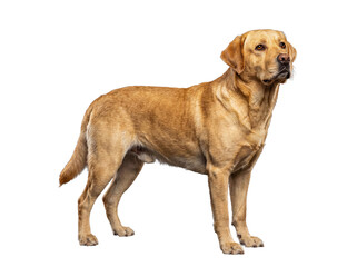 Fototapeta premium A beautiful golden Labrador Retriever dog standing elegantly, looking upward, isolated on a transparent background.