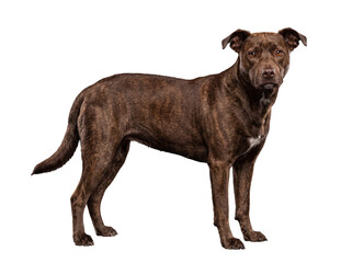 Obraz premium Friendly brown brindle pit bull mix dog standing and looking directly into the camera on a transparent background.