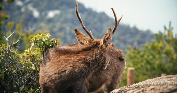 Male Deer with Antlers Itching Self Near Stone Wall In Miyajima Japan - Medium Shot