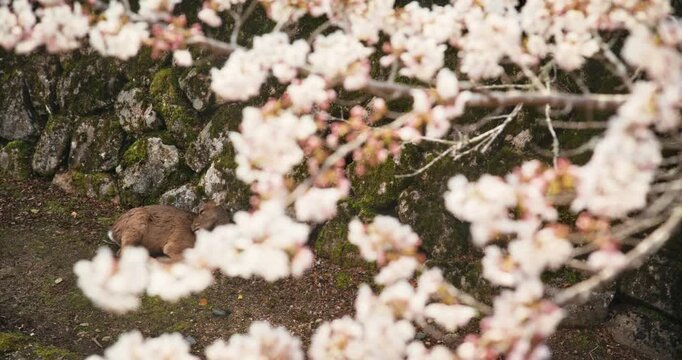 Lone Deer Sitting Beneath Cherry Blossom Tree and itching self in Hiroshima, Japan - Slow Motion, High, Tracking Shot
