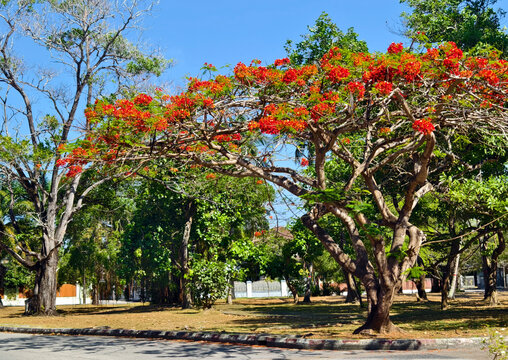 Radiant orange leaves and blue skies contrasting with peaceful park atmosphere and summer warmth