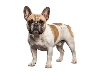 Obraz premium A charming French Bulldog, fawn and white pied, stands attentively, showcasing its distinctive features and ears.