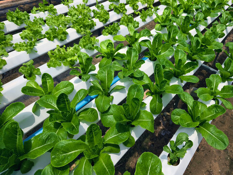 Rows hydroponic lettuce seedlings in greenhouse, commercial farming operation with white rows
