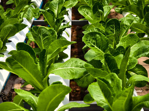 Rows hydroponic lettuce seedlings in greenhouse, commercial farming operation with white rows