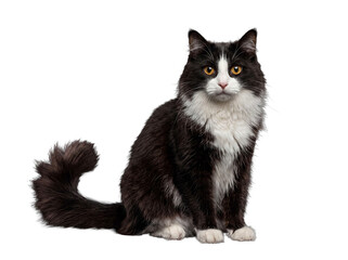 Naklejka premium Charming long-haired black and white cat with bright orange eyes, sitting patiently forward.