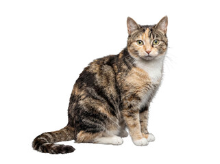 Obraz premium Charming tabby calico cat with unique patterns, sitting calmly on transparent background.