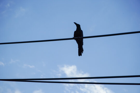 Silhouette of a crow perched on a wire against a clear blue sky