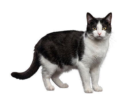 Confident black and white tuxedo cat standing proudly, gazing directly at the camera with expressive yellow eyes.