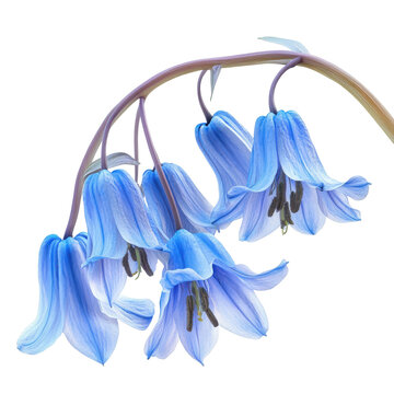 Cascading bluebell blooms delicate petals and graceful arching stem detail isolated on white background
