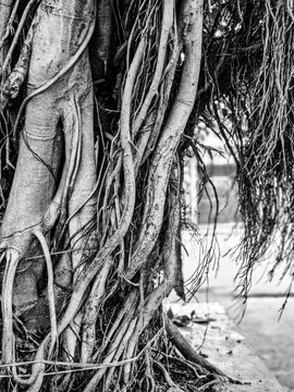 High contrast black and white close-up of complex banyan tree roots
